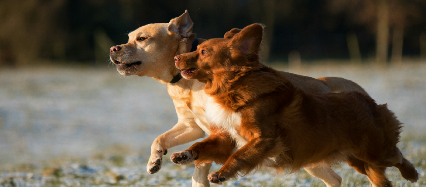 Dogs running